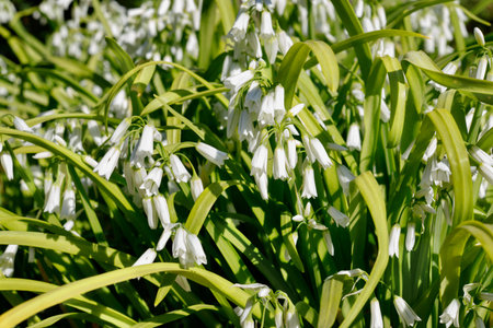 Beautifull white flowers of three cornered leek -allium triquetrum or onion weed -in a bright sunny...