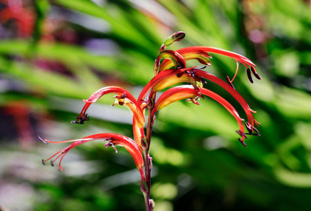 Orange -red flowers of chasmanthe bicolor, it blooms from midwinter to springの写真素材