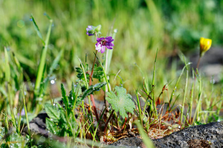 Pink flower of dovesfoot geranium -geranium molle -small springtime plantの写真素材