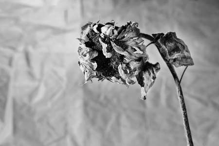 One wilted sunflower in black and whiteの写真素材
