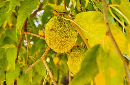 Bright fruits of osage orange tree, maclura pomifera or horse apple or hedge apple, roughly...