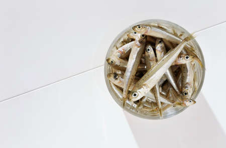 Fish big-scale sand smelt -atherina boyeri- in glass bowl on white background, small and slender fishの写真素材