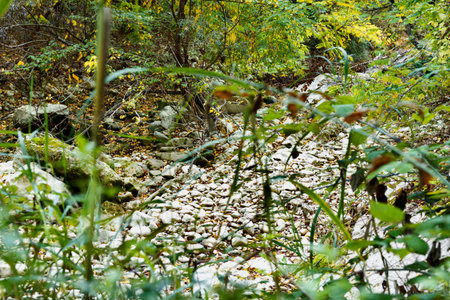 Dried river bed with river pebbles in the wild wood, autumn colors