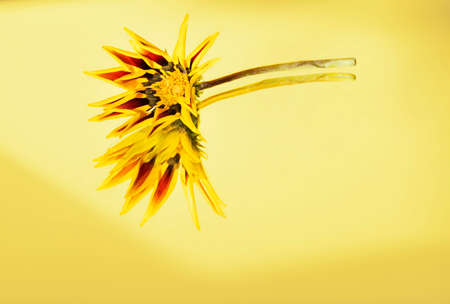 Gazania flower on yellow mirror background, large daisy-like flower with shades of yellow and orange petalsの写真素材