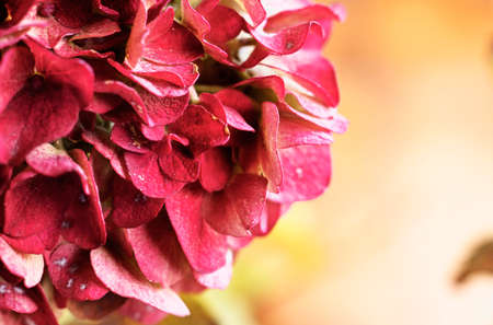 Red flower of hydrangea or hortensia in autumn against colored backgroundの写真素材