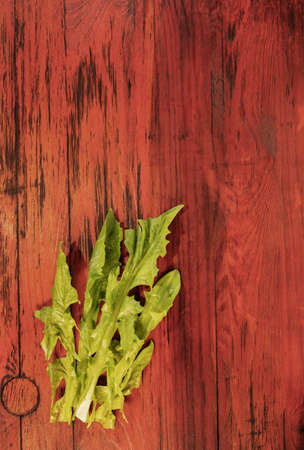 Fresh green leaves of chicory on red wooden table, long leaves of chicory cataloniaの写真素材