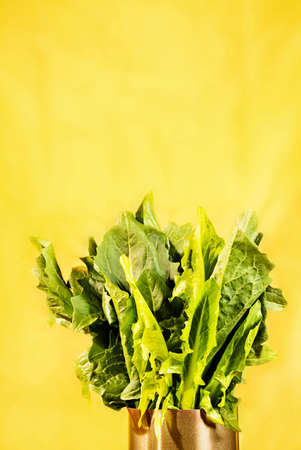 Fresh green leaves of chicory in vase, long leaves of chicory cataloniaの写真素材