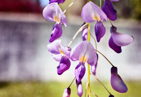 Flowering plant of wisteria, lilac flowers in springtimeの写真素材