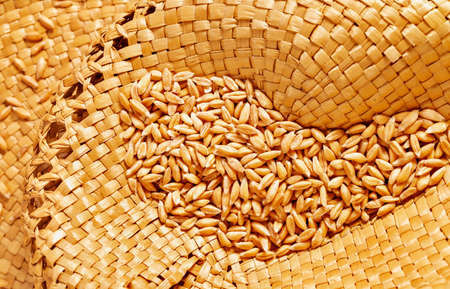 Brown grains of spelt on brown hat, spelt also known as dinkel wheat or hulled wheatの写真素材