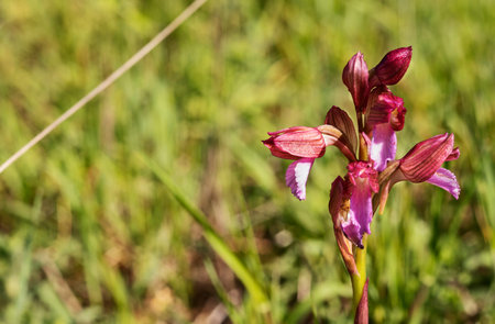 Purple flower of anemone hortensis, broad leaved anemone, perennial flowering plantの写真素材
