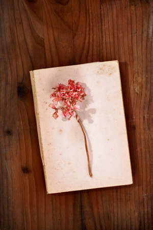 Red dried flower on old book, memories and romantic activityの写真素材