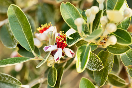Flowering plant of feijoa sellowiana -pineapple guava - myrtle family ,ornamental treeの写真素材
