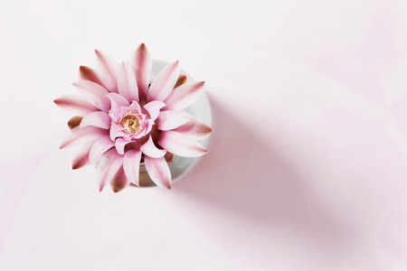 Beautiful  bright pink flower of gymnocalycium cactus  in vase ,の写真素材