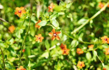 Red flowers of anagallis arvensis , scarlet pimpernel ,uncultivated wildflowerの写真素材