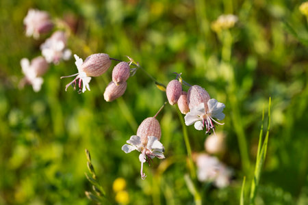 Flowering plant of bladder campion , silene vulgarisの写真素材