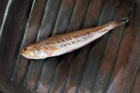 Uncooked greater weever fish, trachinus draco , ,Mediterranean fish with delicate flesh ,