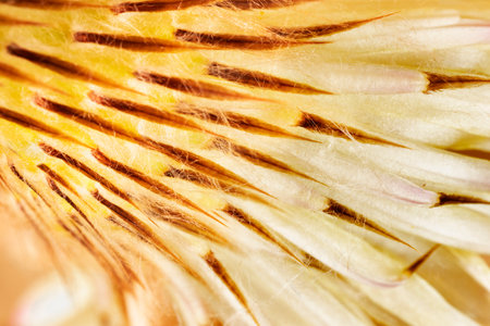 Beautiful  yellow flower of  cactus , macro photographyの写真素材