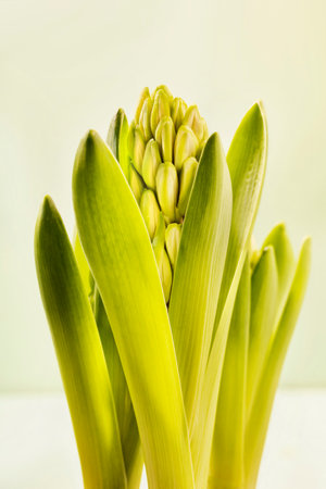 Flowering plant of hyacinth, not blossomed bulbous flower,の写真素材