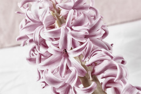 Flowering plant of hyacinth, bulbous flower,