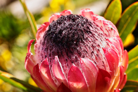 Flower of sugarbush protea, South African springtime flowering plant