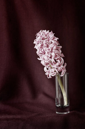 Flowering plant of pink hyacinth in glass vase, bulbous flower,の写真素材