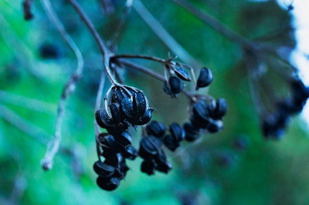Black fruits of alexanders plant, edible flowering plant also known as horse parsley and smyrnium,...