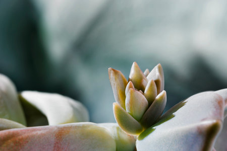 Detail of succulent plant graptopetalum common named ghost plant or mother-of-pearl with small flowerの写真素材