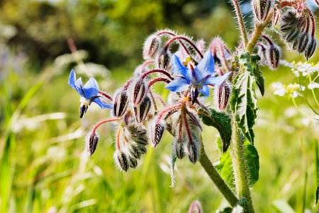 Beautiful plant of borage in the countryside, blue flowers, green hairy stem with red dots, in the...