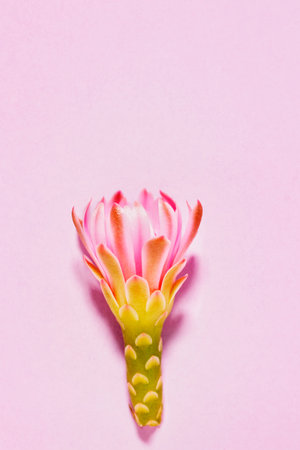 Beautiful pink flower of gymnocalycium cactus or chin cactus on colored background, popular plant cultivationの写真素材