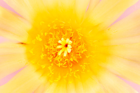 Detail of yellow cactus flower, echinocactus, succulent plantの写真素材