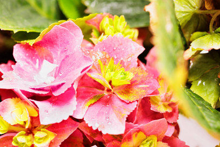 Beautiful pink flower of hydrangea or hortensia in the garden, ornamental plant blooming in...