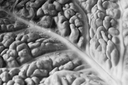 Detail of savoy cabbage monochrome, winter vegetableの写真素材