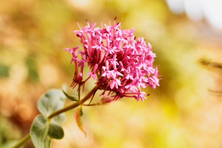 Beautiful red flower of red valerian -centranthus ruber or spur valerian - in a countrysideの写真素材