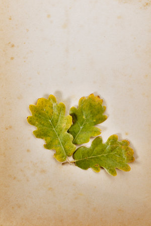 Autumnal leaves of downy oak on colored backgroundの写真素材