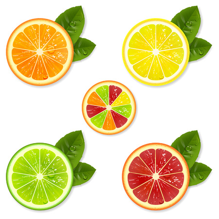 citrus fruit slice set of orange, lemon, lime, grapefruitのイラスト素材