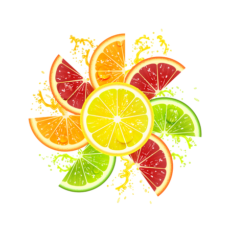 citrus fruits laid out in the form of a flowerのイラスト素材