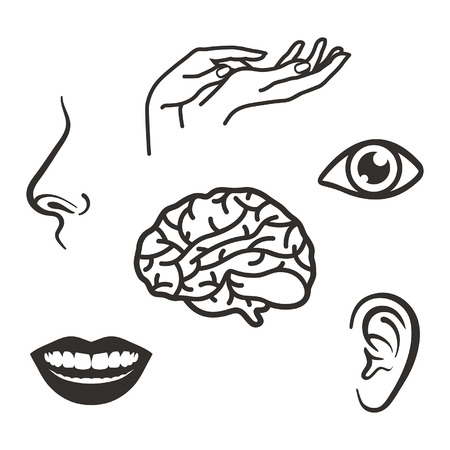 parts of the face and body of the five sensesのイラスト素材