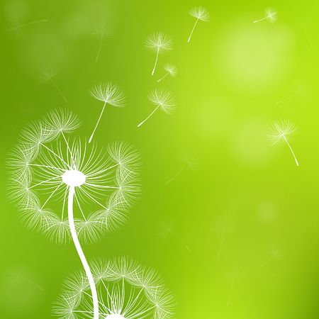 dandelions with seeds on a green backgroundのイラスト素材
