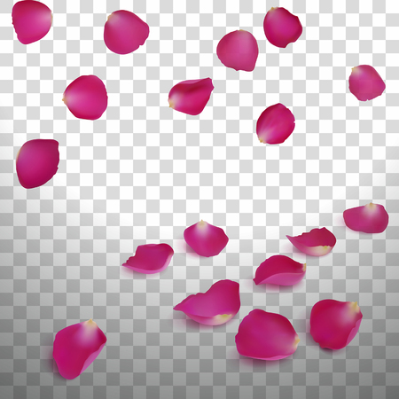 Pink rose petals on a transparent background.のイラスト素材