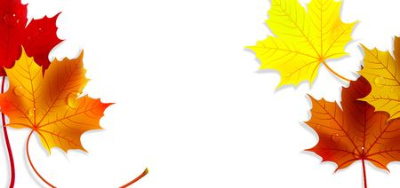 banner with colorful autumn maple leaves on a white background
のイラスト素材