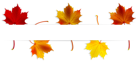 autumn banner with maple leaves on white backgroundのイラスト素材