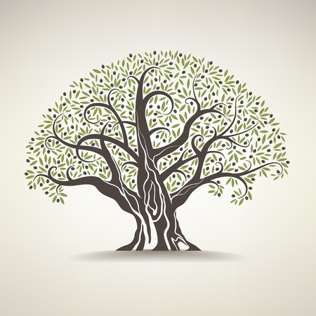 old olive tree on a light backgroundのイラスト素材