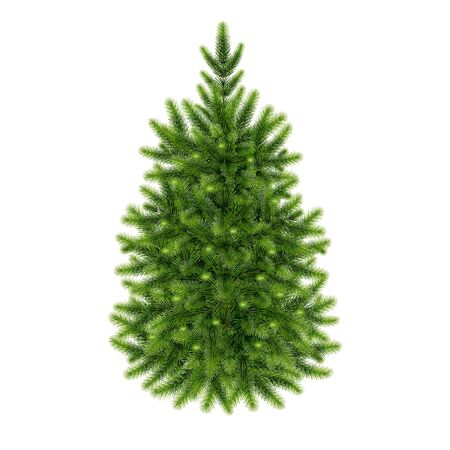 fluffy green  fir-tree on a white backgroundのイラスト素材