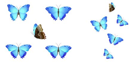 set of blue butterflies on a white backgroundのイラスト素材