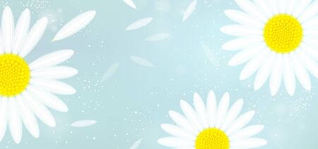 banner with white camomiles and falling petals on a blue backgroundのイラスト素材