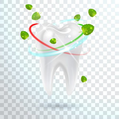 white tooth with refreshing mint leaves on transparent backgroundのイラスト素材