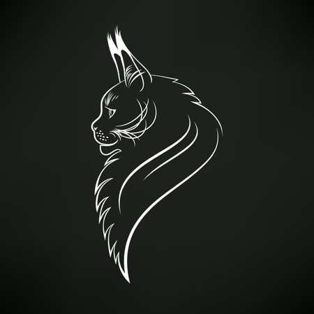 portrait of a maine coon cat in profile on a black backgroundのイラスト素材