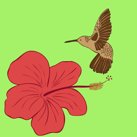 Hummingbird and hibiscus flowerのイラスト素材