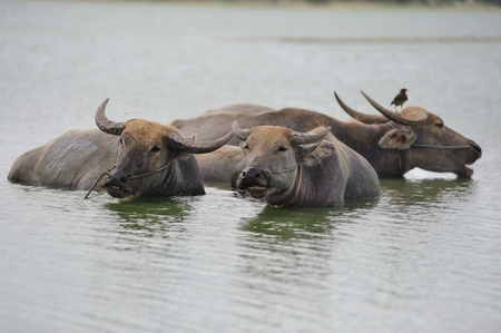 Water Buffaroの写真素材
