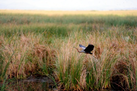 Flying Purple Heron in Sam Roi Yot National Park, Thailandの写真素材